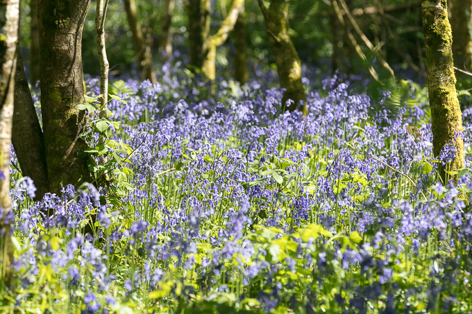 Tintern May 2018 (004)